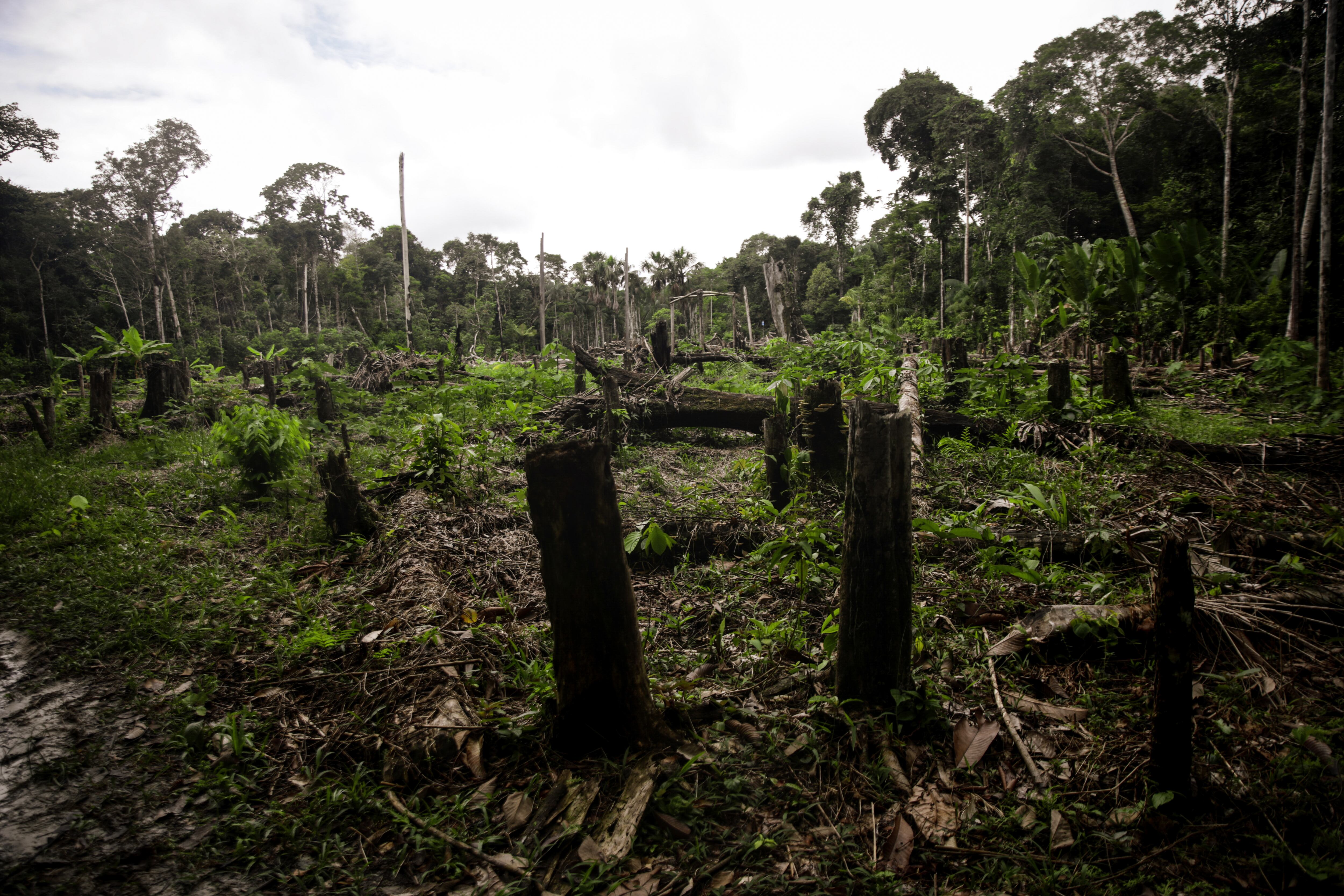Deforestación en el Amazonas, Colombia, el 31 de marzo de 2023. (Foto de Juancho Torres/Agencia Anadolu vía Getty Images)