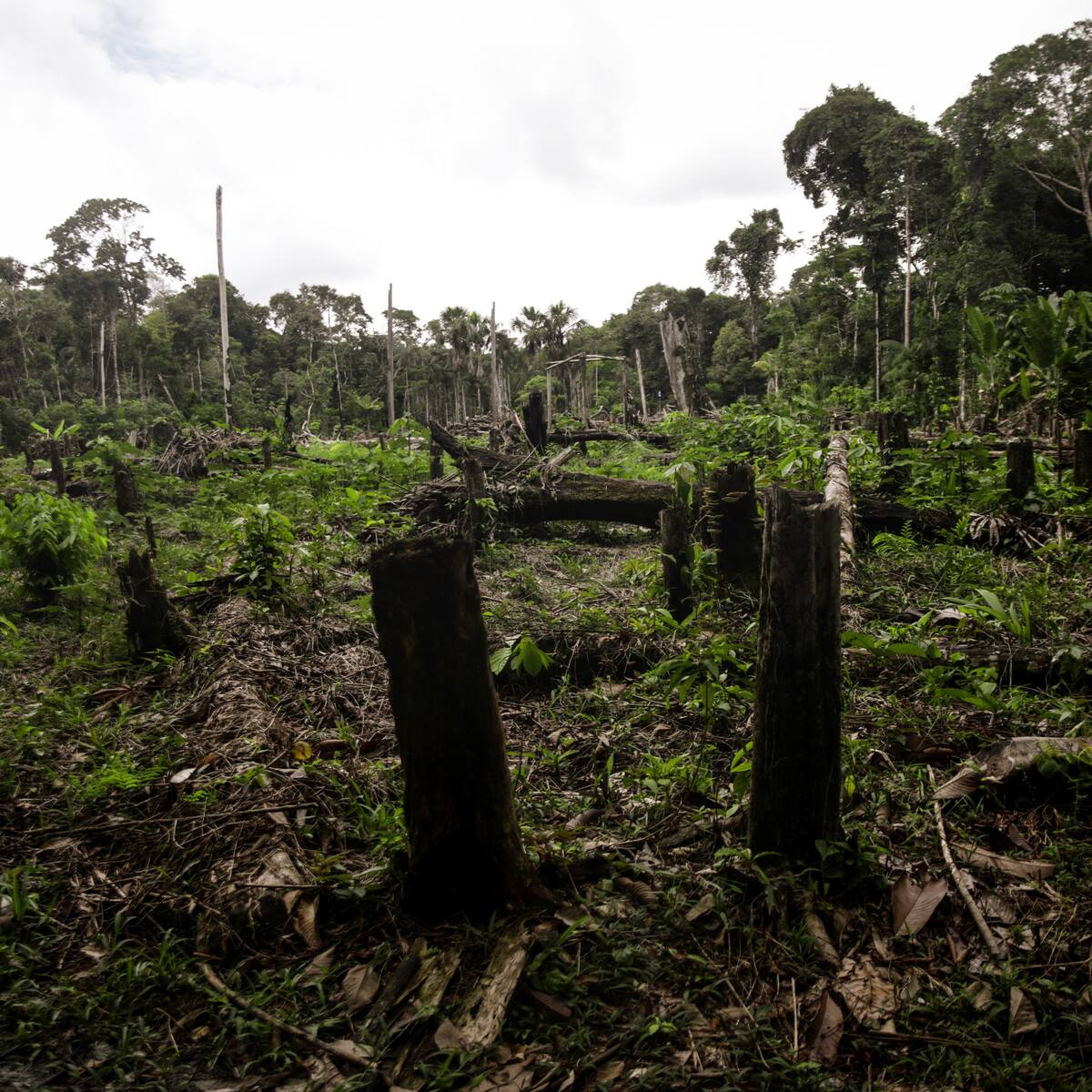 Contraloría alertó sobre problemas relacionados con la gestión ambiental en el país