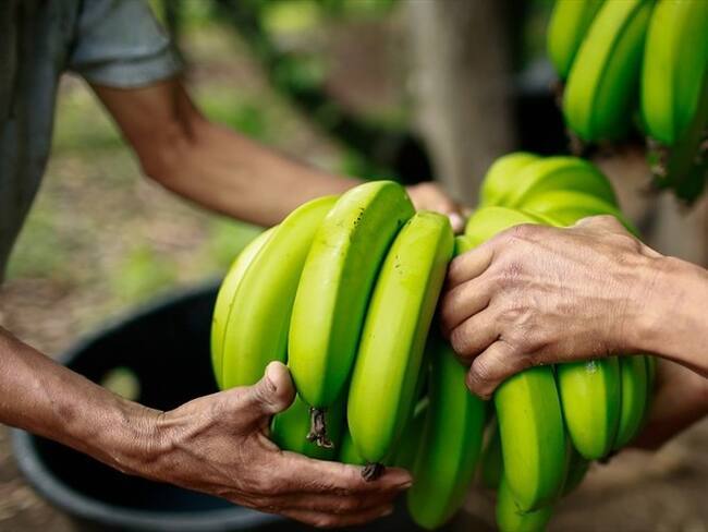 En la Guajira, se siguen tomando medidas para proteger plantaciones de banano. Foto: Colprensa