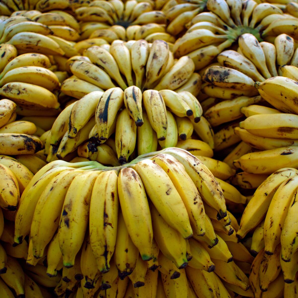 Bananeros alertan ante petición de la UE de pagar a menor precio el fruto colombiano