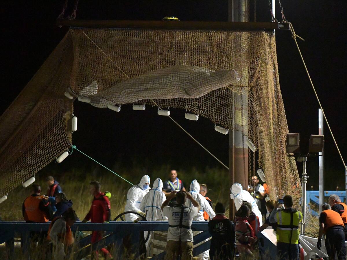 La ballena beluga extraviada en el río Sena murió durante el intento de rescate
