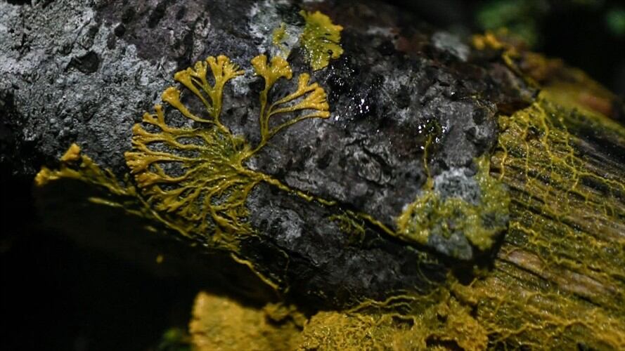 Se trata de una especia de moho llamado physarum polycephalum.. Foto: Getty Images