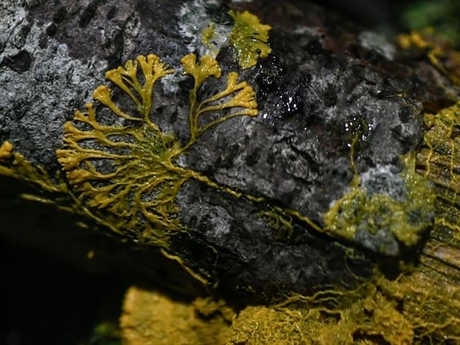Se trata de una especia de moho llamado physarum polycephalum.. Foto: Getty Images