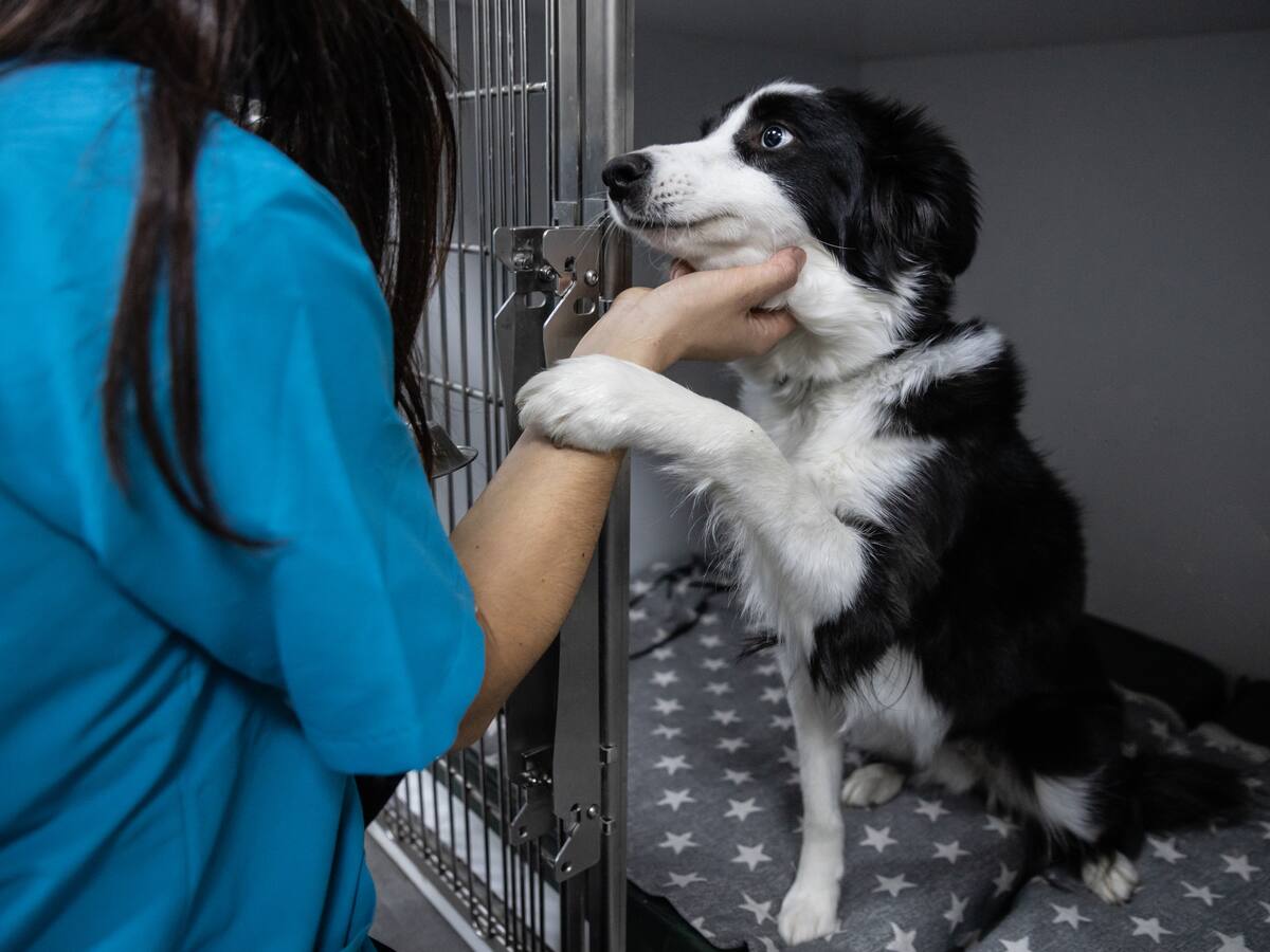 Realizan jornadas de adopción en Bogotá: dónde será y requisitos que debe cumplir