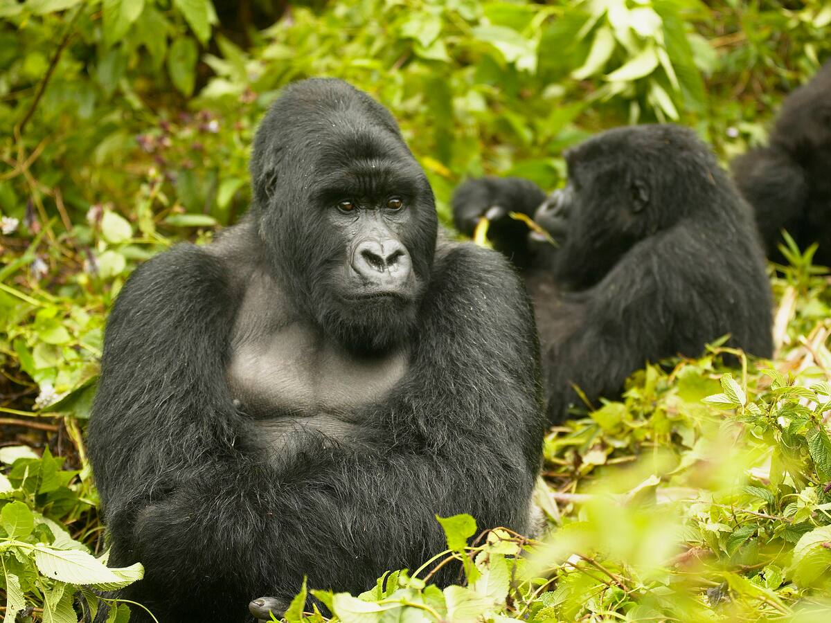 ¿Cuál es el mamífero más grande que construye nidos? Mide casi dos metros