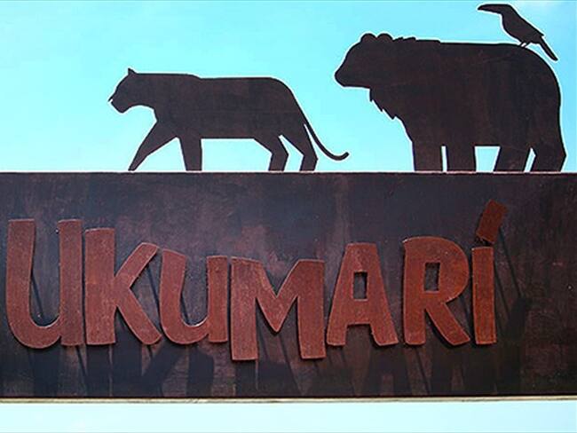 En el Bioparque Ukumarí de Pereira se vive un 'babyboom'