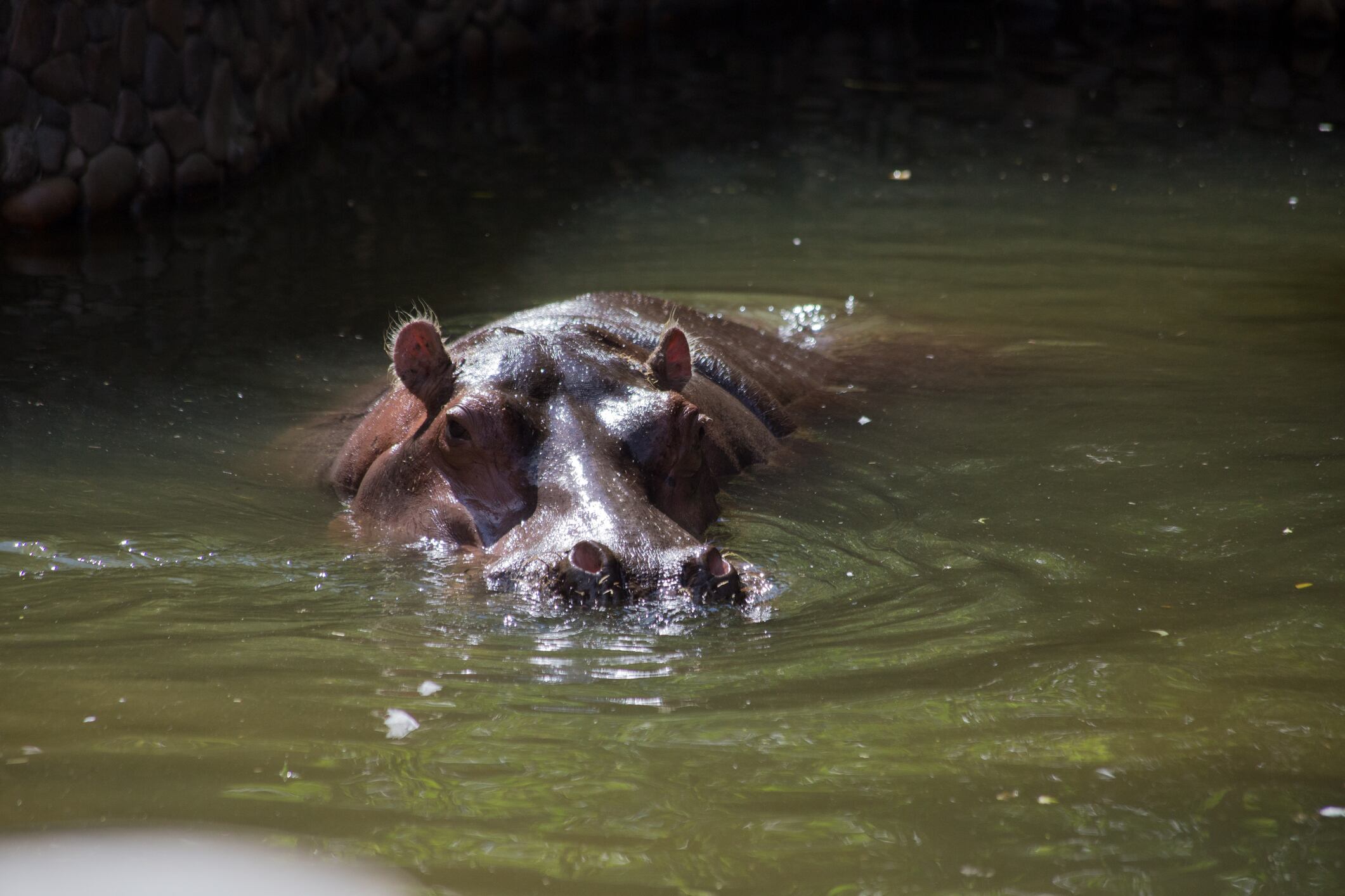 Hipopótamos como especie invasora: ¿qué sigue para el control poblacional de estos animales?