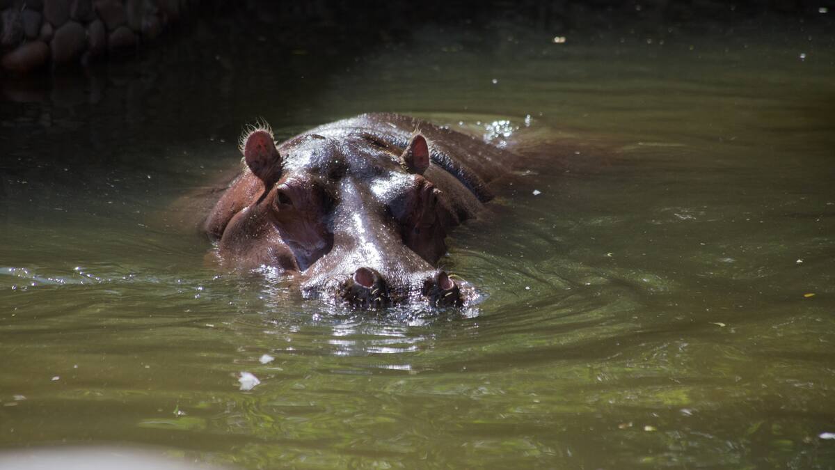 Hipopótamos como especie invasora: ¿qué sigue para el control poblacional de estos animales?