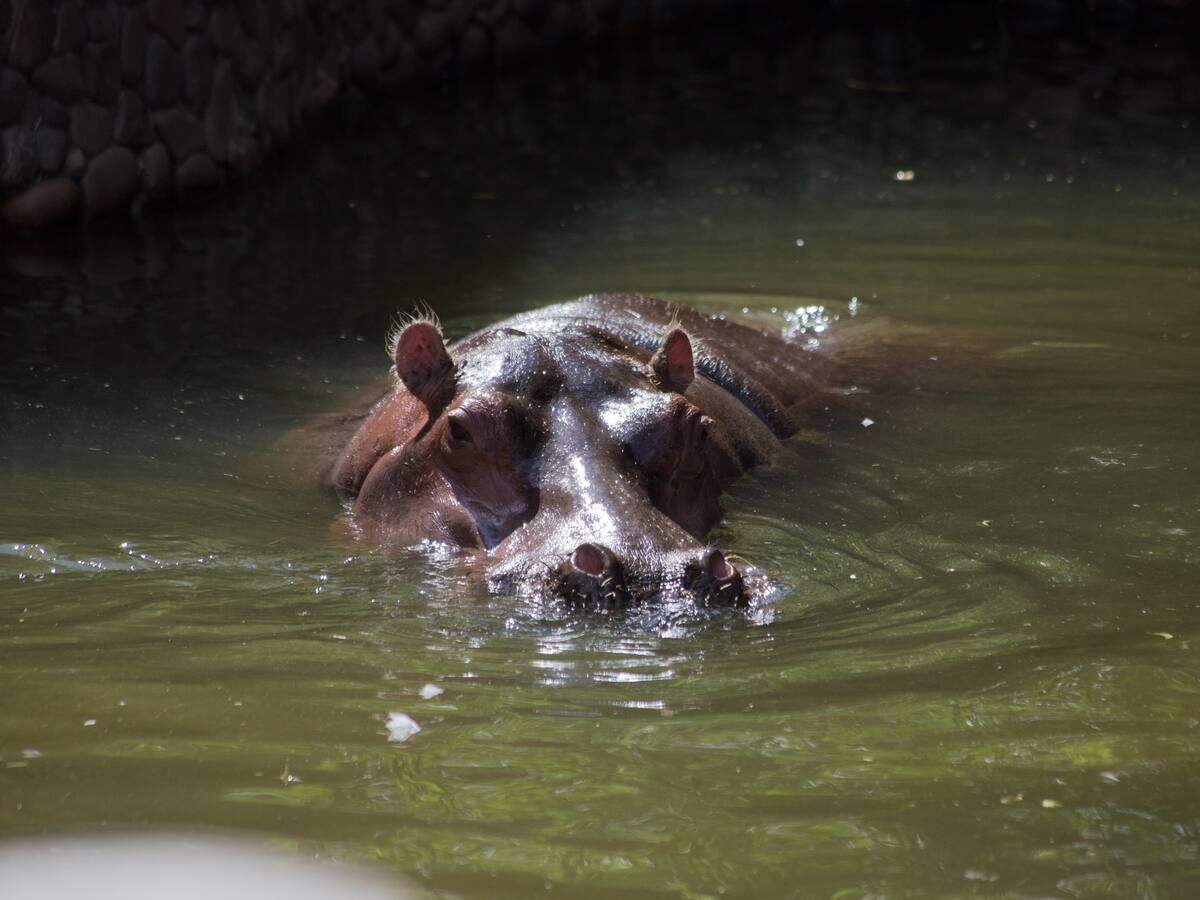Hipopótamos como especie invasora: ¿qué sigue para el control poblacional de estos animales?