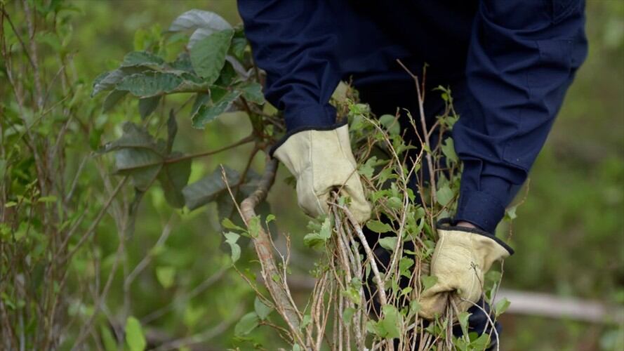 De acuerdo con el informe preliminar, los cultivos de hoja de coca se redujeron por tercer año consecutivo. Foto: Getty Images / RAUL ARBOLEDA