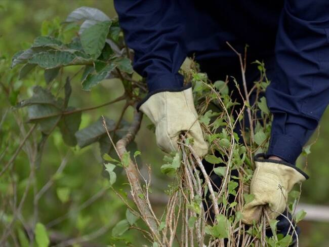 De acuerdo con el informe preliminar, los cultivos de hoja de coca se redujeron por tercer año consecutivo. Foto: Getty Images / RAUL ARBOLEDA