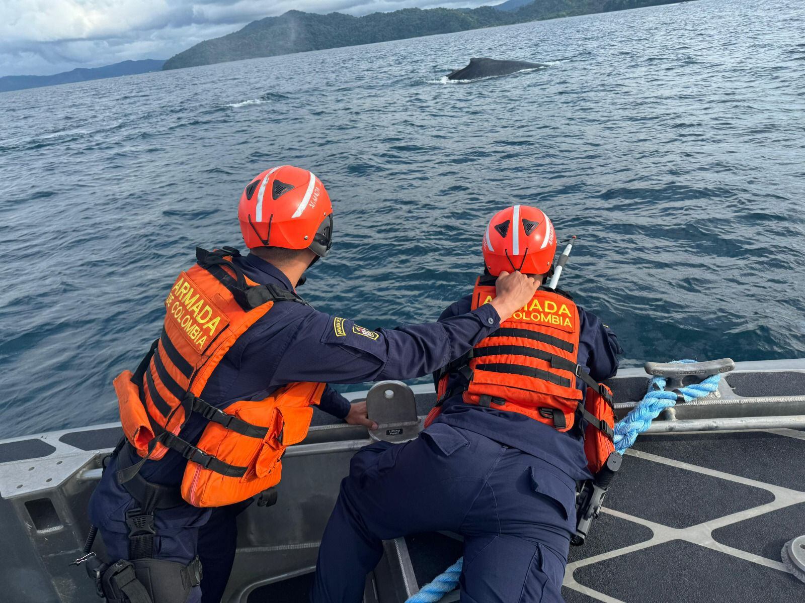 Armada liberó a ballena