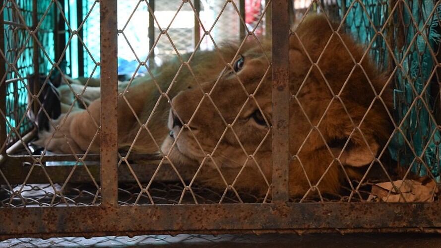 Muere el león Júpiter, tras intensa lucha por recuperarse. Foto: Colprensa