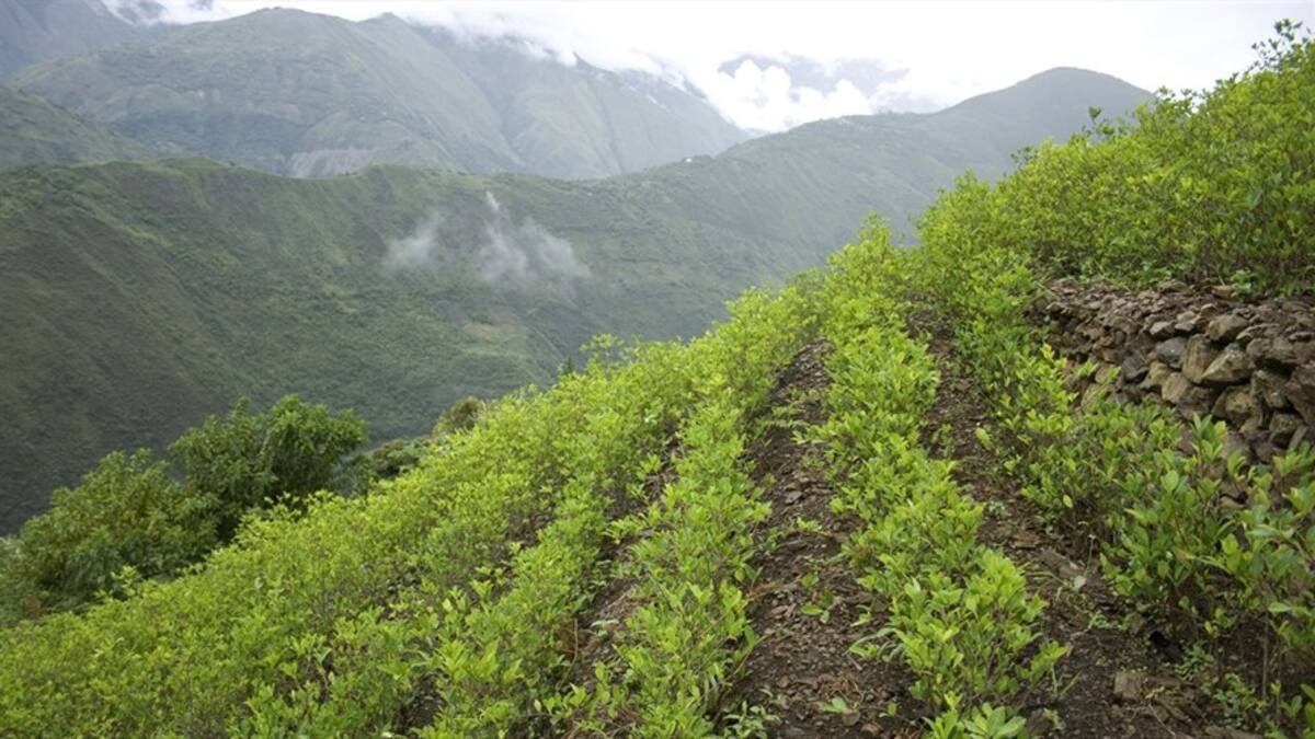 ¿El programa de Sustitución de Cultivos Ilícitos está en riesgo?