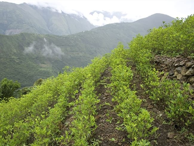 ¿El programa de Sustitución de Cultivos Ilícitos está en riesgo?