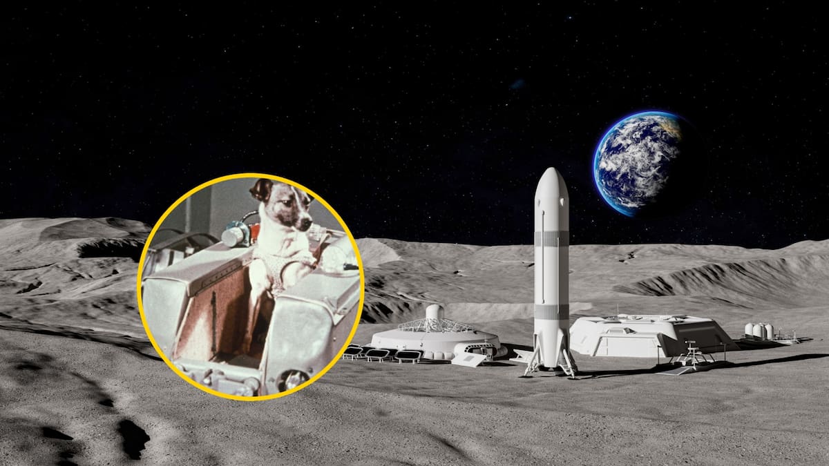 ¿Cuál fue el primer animal en llegar al espacio? Se llamó Laika: le contamos la historia