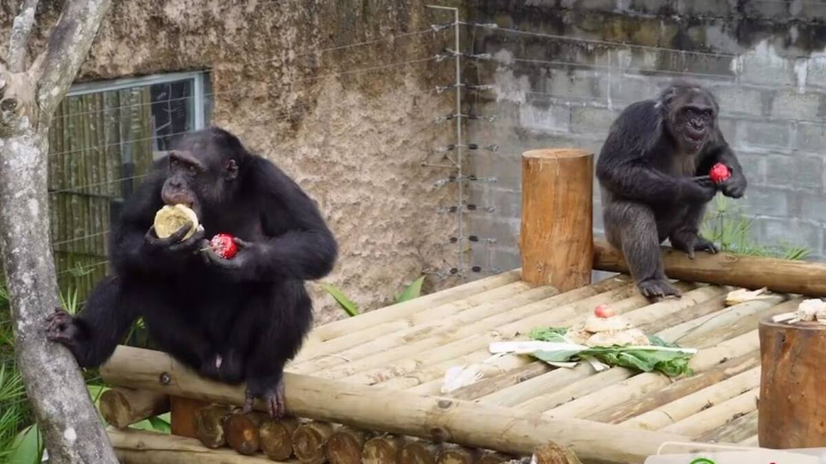 Dictan medida de aseguramiento a cuidador de los chimpancés de Ukumarí en Pereira