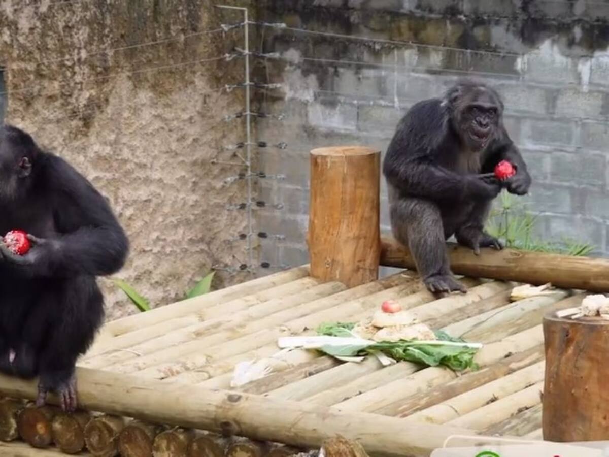 Dictan medida de aseguramiento a cuidador de los chimpancés de Ukumarí en Pereira