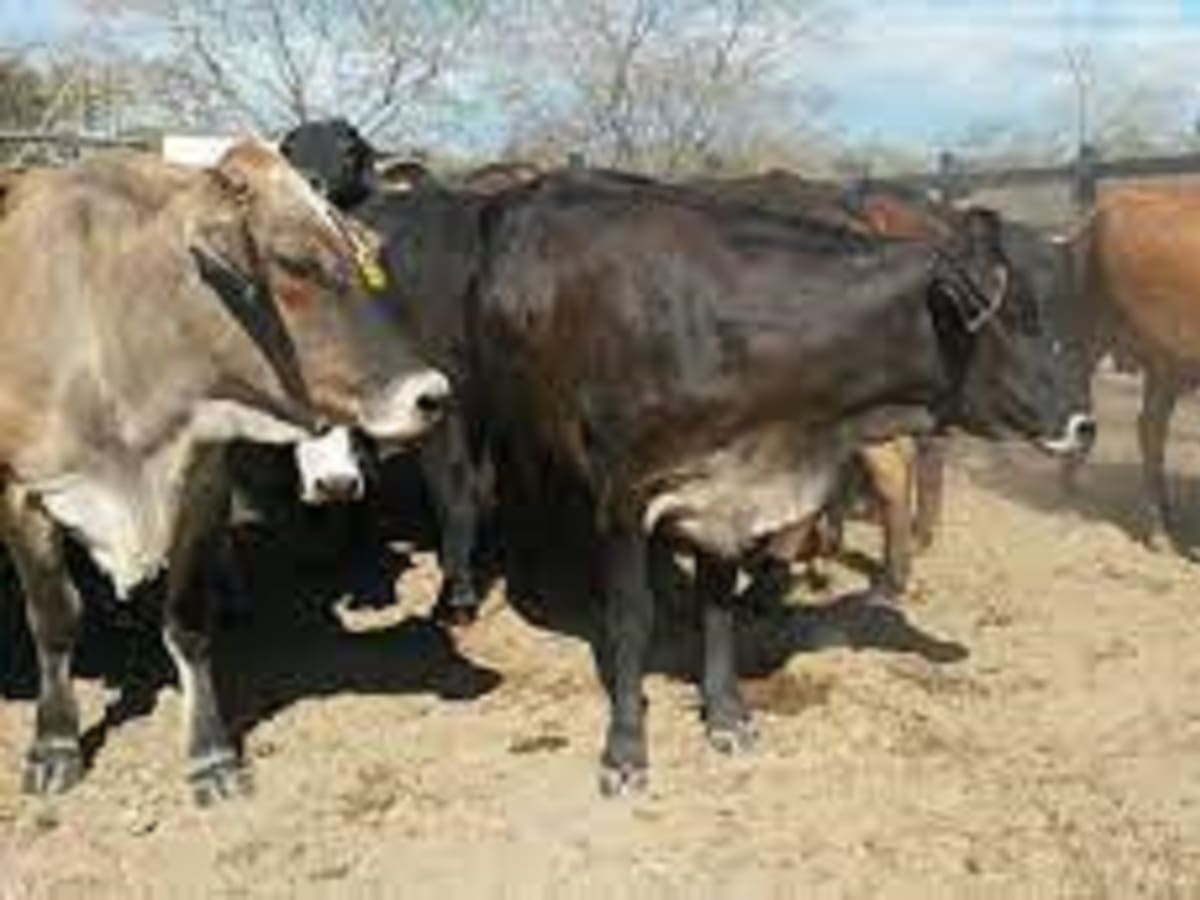 China levanta las restricciones para la carne bovina y porcina colombiana