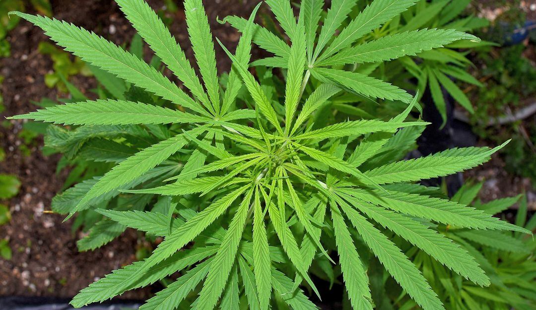 Planta de cannabis