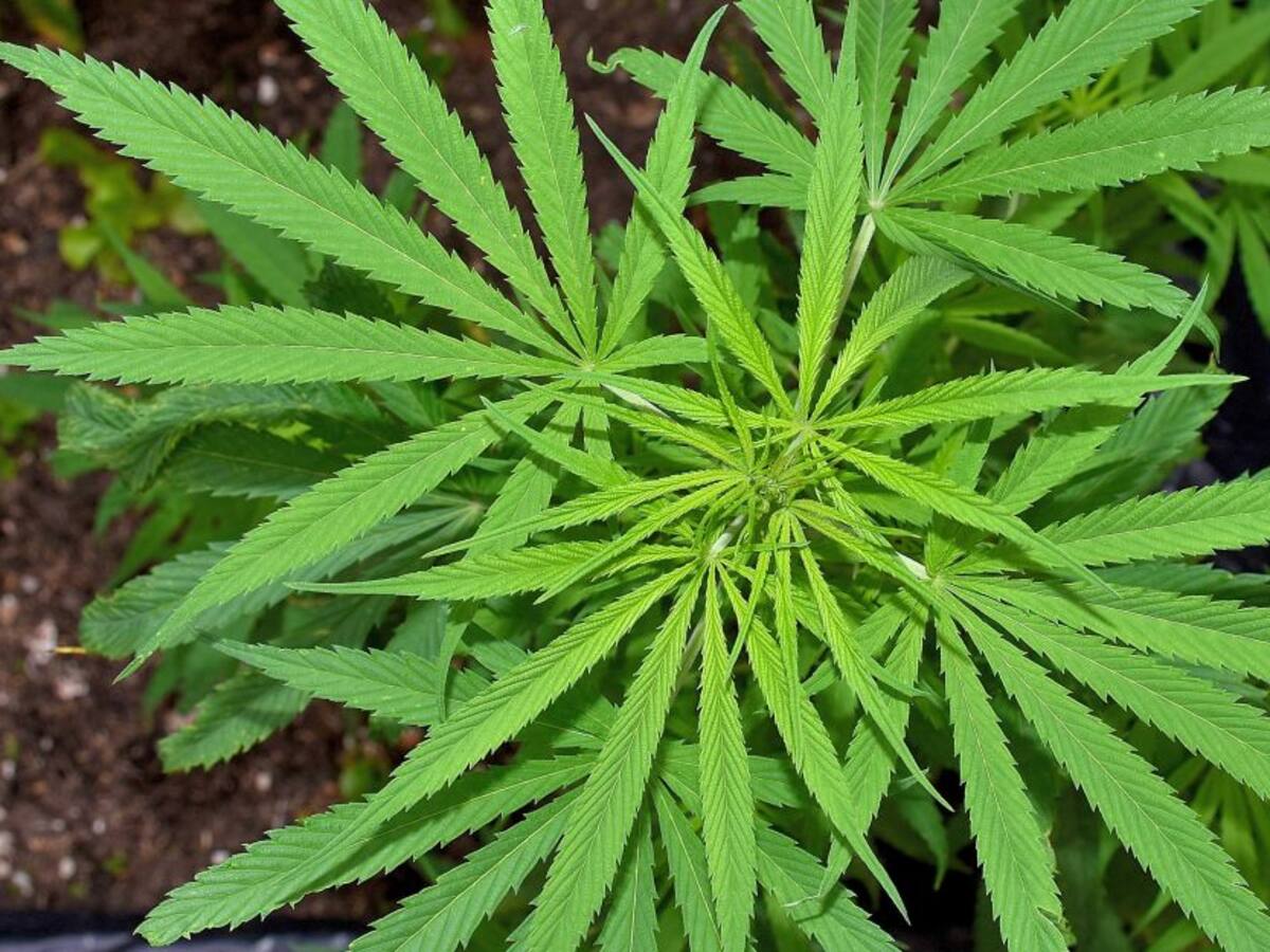 Denuncian pirámide del cannabis medicinal en Colombia