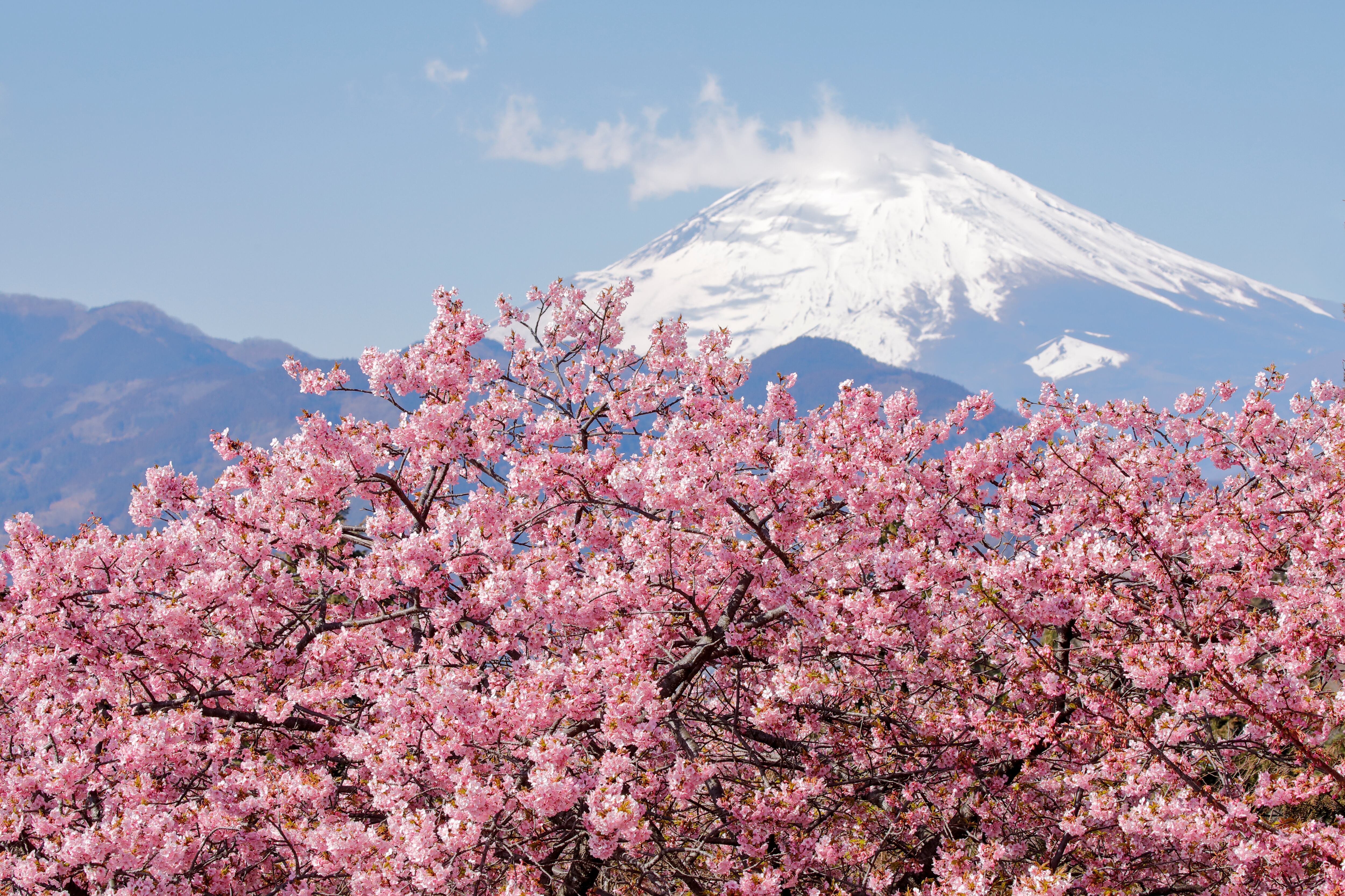 Cerezo japonés. FOTO: Getty Images