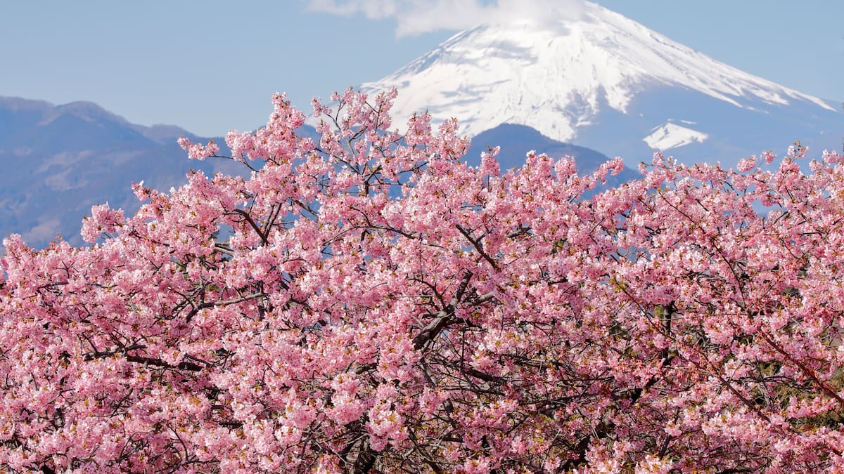 Este es el árbol más hermoso del mundo, según IA: únicamente se encuentra en estos países
