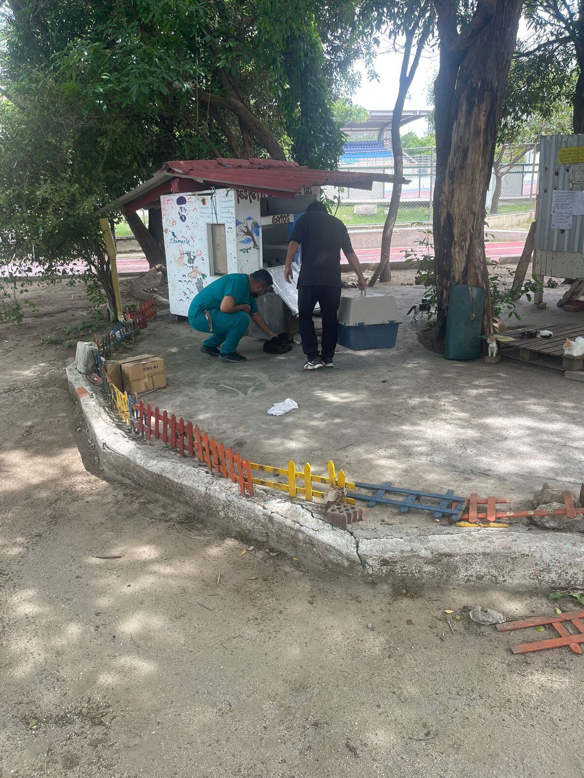 Atención veterinaria a gatos envenenados/ Alcaldía de Santa Marta