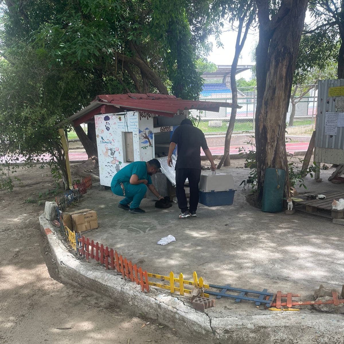 Envenados varios gatos en el polideportivo de Santa Marta