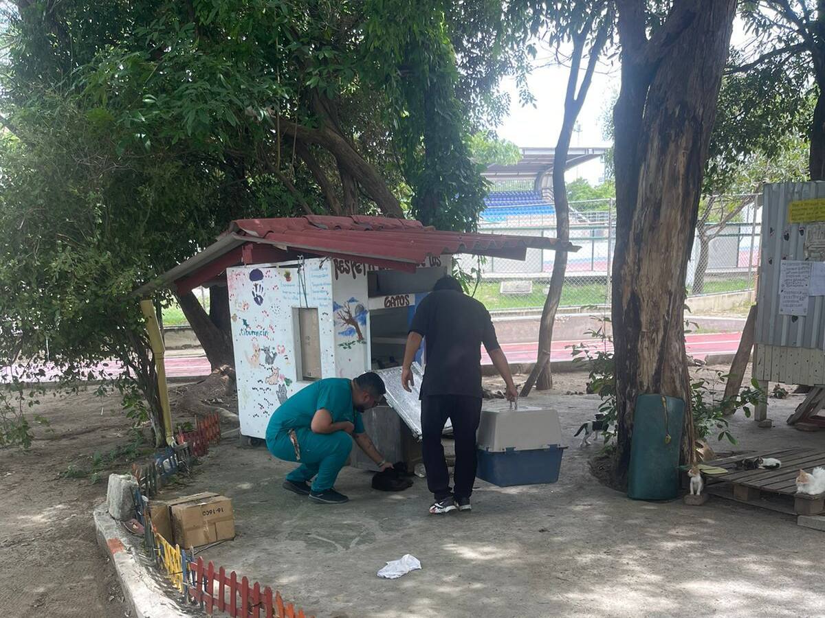 Envenados varios gatos en el polideportivo de Santa Marta