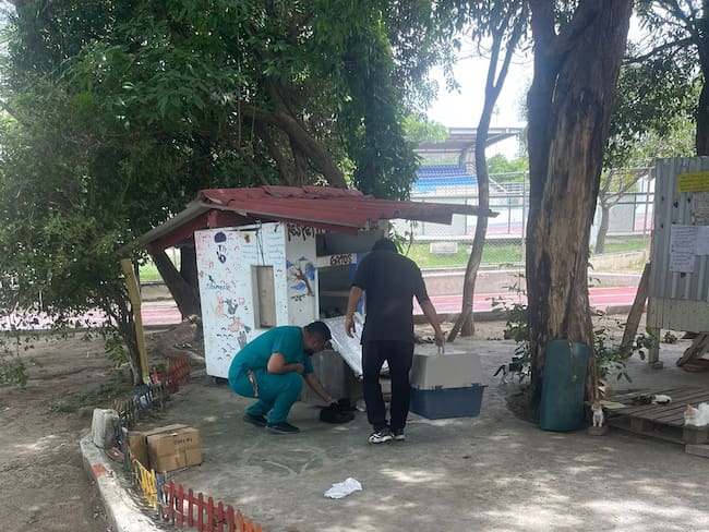 Atención veterinaria a gatos envenenados/ Alcaldía de Santa Marta