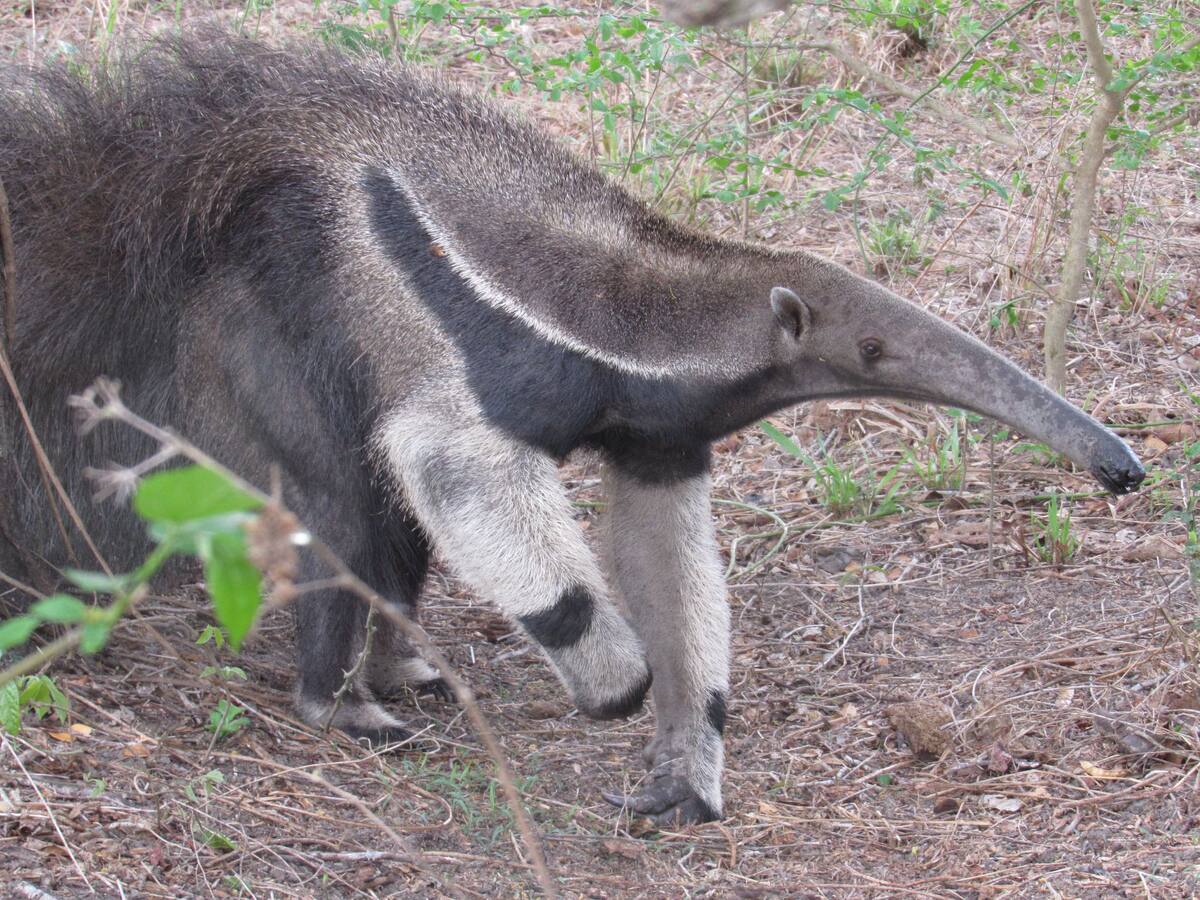 Identificadas 3 especies de mamíferos no reportadas desde el 2003