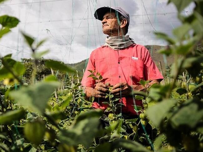 Agricultores del país preocupados por recorte en presupuesto para seguro agropecuario. Foto: Colprensa