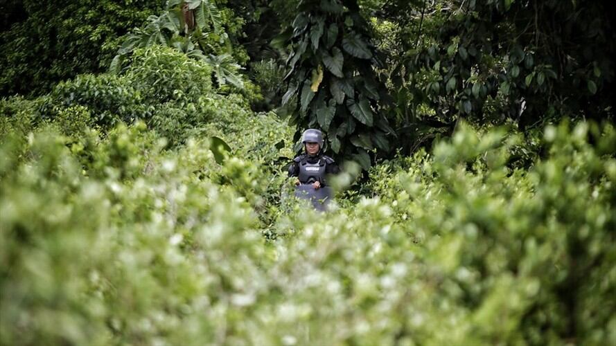 Consejo de Estado dará prioridad a demanda de afectados por glifosato. Foto: Colprensa