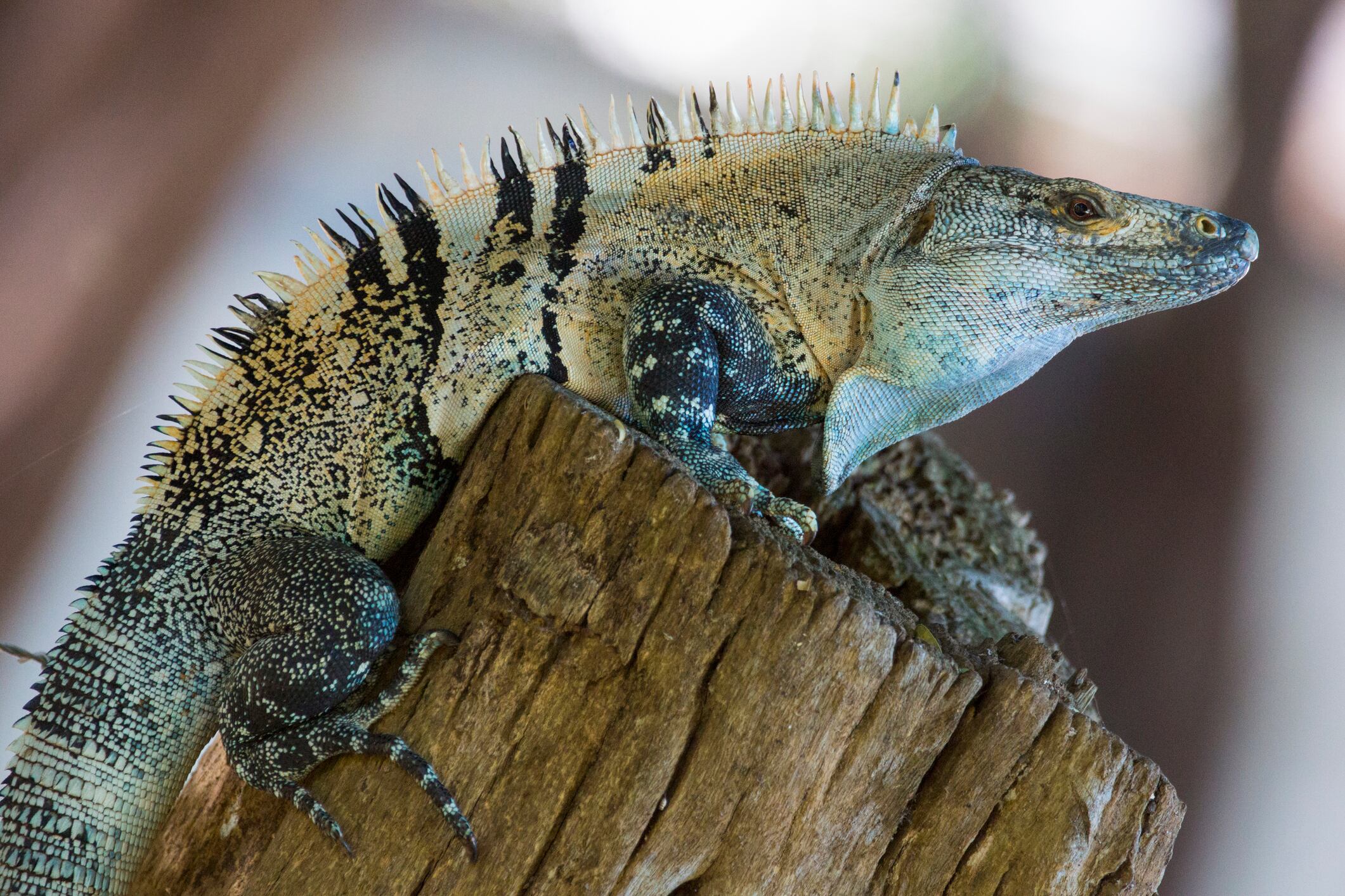 Ctenosaura similis o 'garrobo negro'. Foto: Getty Images