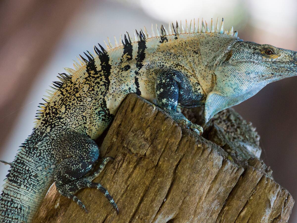 ¿Cuál es el reptil más rápido del mundo? En dónde habita y las velocidades que alcanza