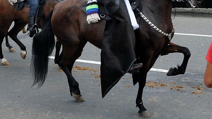 Dos municipios cancelaron cabalgatas por alerta de encefalitis equina en Córdoba. Foto: Colprensa (referencia).
