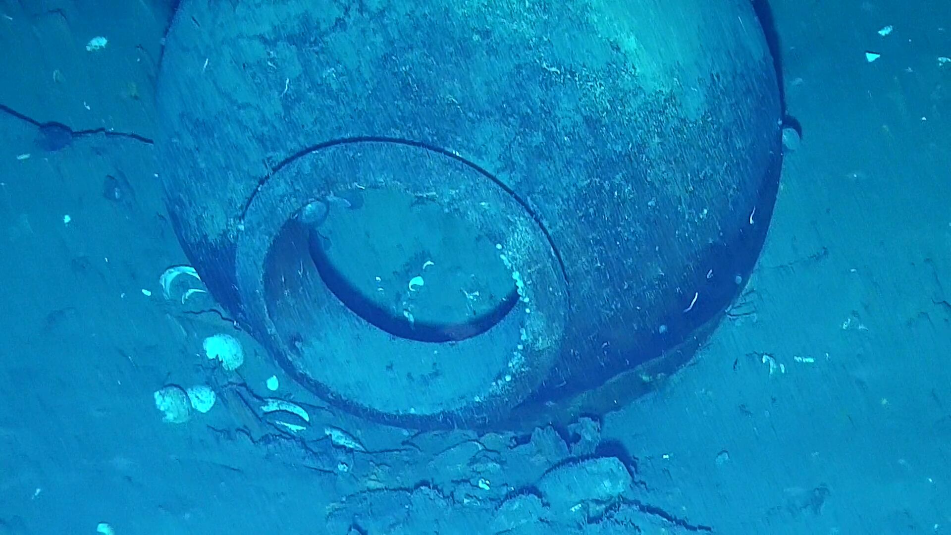 Encuentran en el Galeón San José una colección de tazas de porcelana china del periodo Kangxi  / Suministrada.