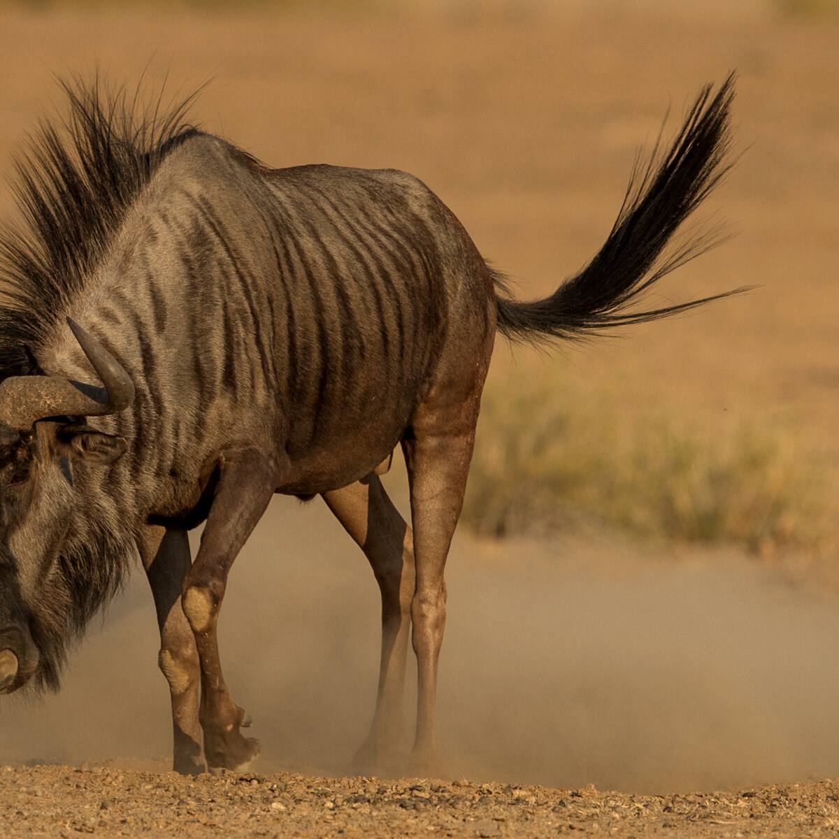 El animal que tiene solo dos letras en su nombre y no se encuentra en Colombia, ¿cuál?