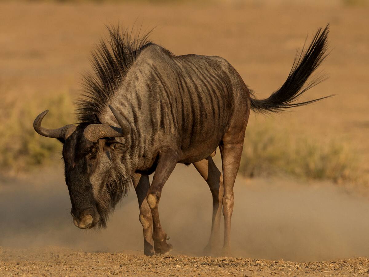 El animal que tiene solo dos letras en su nombre y no se encuentra en Colombia, ¿cuál?