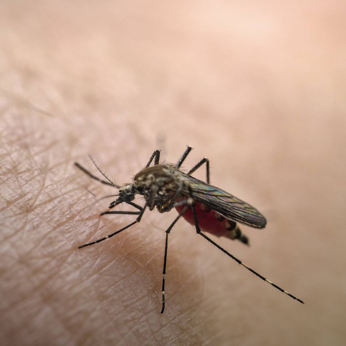 Cundinamarca declara estado de alerta para prevenir casos de fiebre amarilla