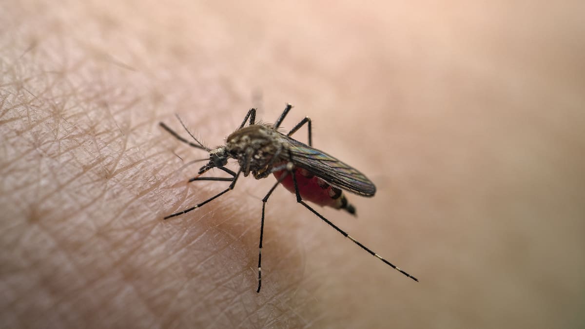 Refuerzan medidas sanitarias en Girardot por primer caso de fiebre amarilla