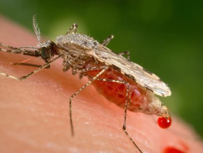 La candidata más avanzada a vacuna contra la malaria, hecha con partes del parásito, protege solo a cerca de un tercio de los niños.. Foto: Associated Press - AP