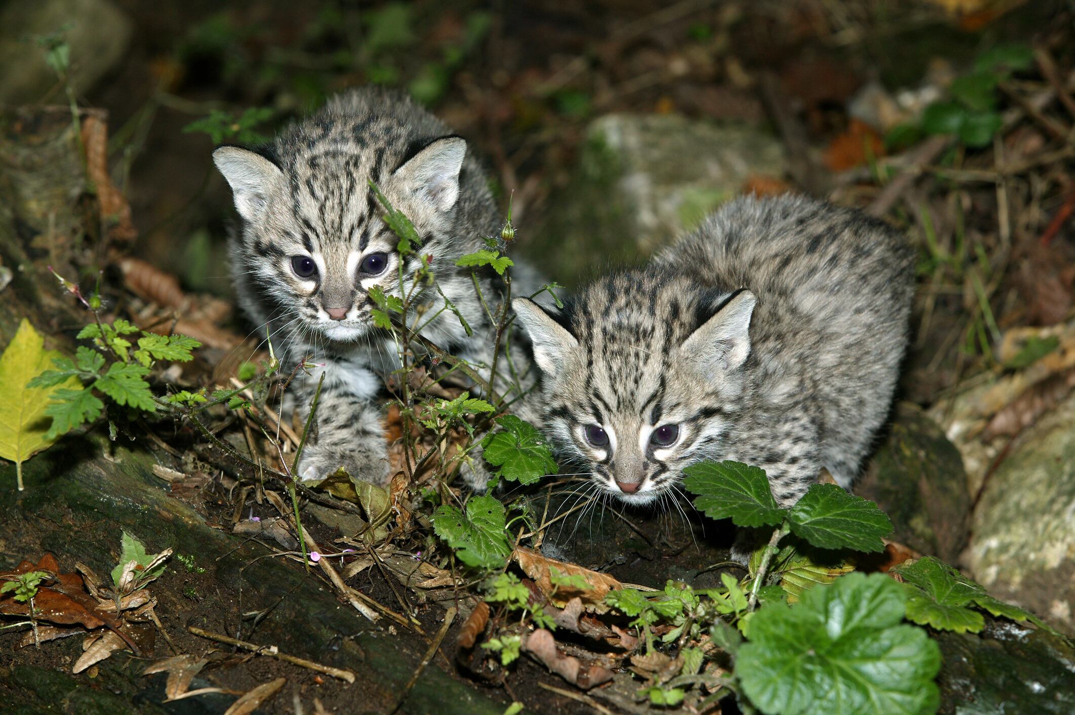 El Gato de Geoffroy es uno de los parientes más cercanos que se han podido identificar del Gato de Nariño. Foto: Getty Images