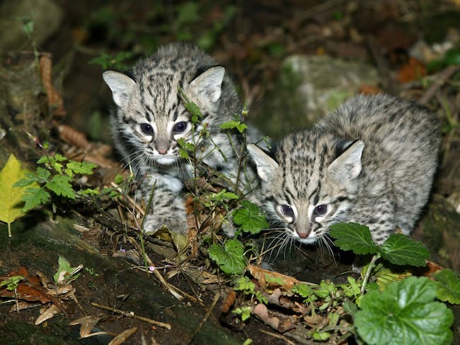 El Gato de Geoffroy es uno de los parientes más cercanos que se han podido identificar del Gato de Nariño. Foto: Getty Images