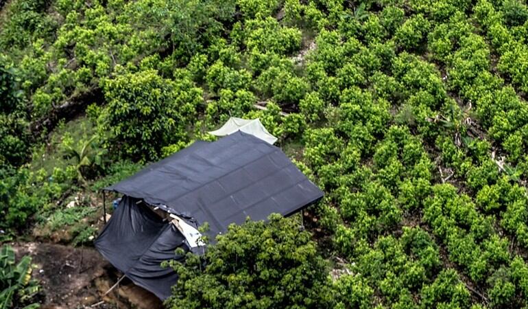 Imagen de referencia - cultivos ilícitos. Foto: Colprensa - Diego Pineda