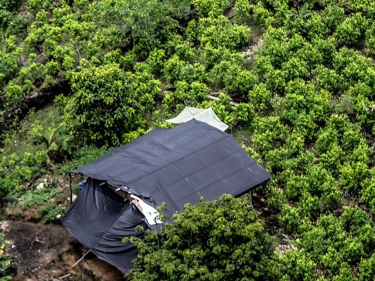 Gobierno y CNEB acuerdan plan piloto para sustituir 15.000 hectáreas de coca en Nariño y Putumayo