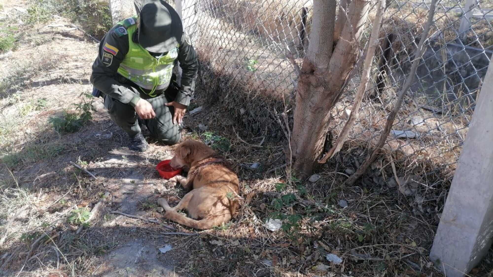 Miembro de la policía atendiendo al canino/ Policía de Santa Marta.