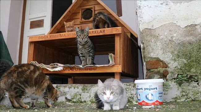 Aldea para gatos. Foto: Archivo - Agencia Anadolu