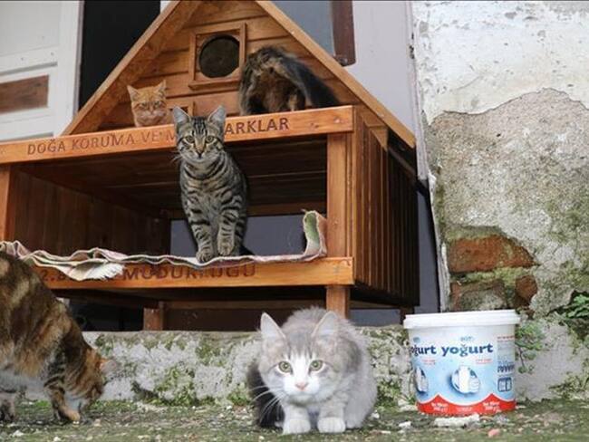 Aldea para gatos. Foto: Archivo - Agencia Anadolu